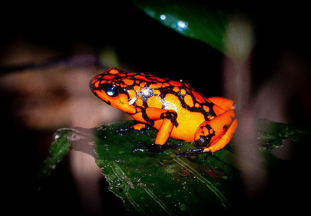 Poison Dart Frog – ज़हरीला लेकिन मासूम दिखने वाला मेंढक